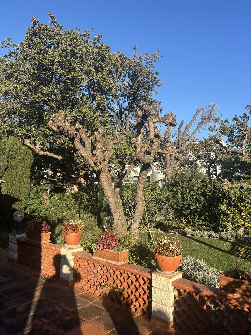 Terrasse en terre cuite avec arbres élagués et jardin en restanque